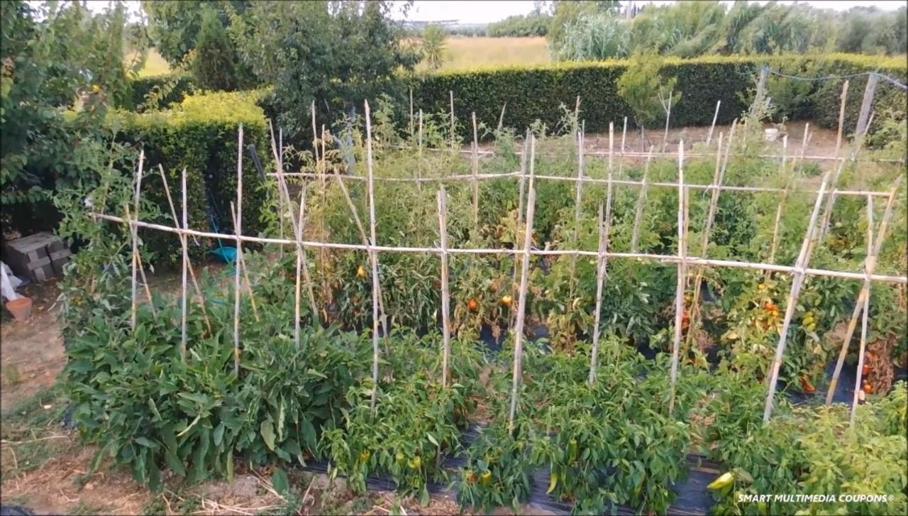 Podere Campi Al Mare Доноратико Екстериор снимка